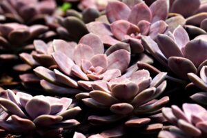 安い歯の矯正マウスピース型の特徴とは？