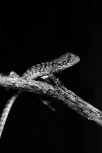 受け口の軽度矯正は可能なのか？