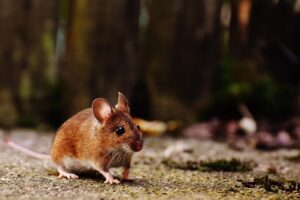 マウスピース矯正で通院が少ない治療法とは？